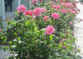 розы на Елене