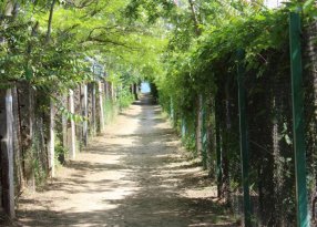 аллея, проход на пляж