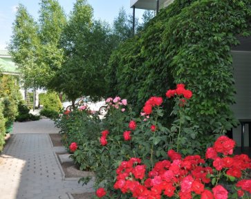 зеленая территория Елены