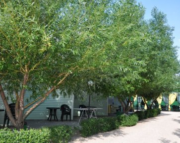 коттеджи, база Елена